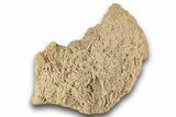 Plate Of Jurassic Crinoid (Ailsacrinus) Fossils - England #243519-4